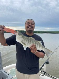 Striped bass caught fishing in Mannford OK