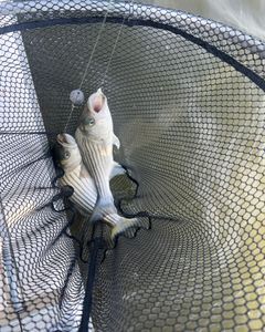 Striped bass fishing in Mannford