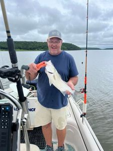 Striped bass catch on fishing boat in Mannford OK