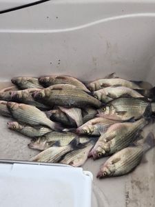 Fresh caught white bass and white perch from Mannford Oklahoma fishing trip displayed in boat cooler