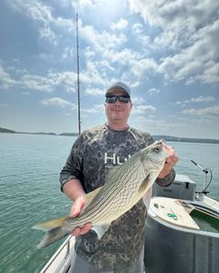 Wiper (Hybrid striped bass) caught in Mannford, Oklahoma
