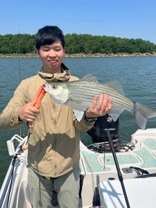 A wiper (hybrid striped bass) fish caught in Mannford
