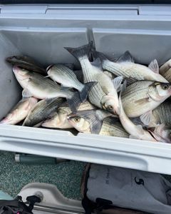 Striped bass caught in Mannford