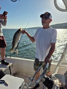 Striped bass caught fishing in Mannford OK on boat deck