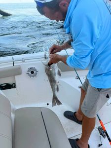 Striped bass caught while fishing on boat in Mannford OK