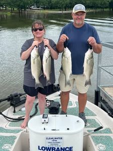 Four striped bass caught fishing in Mannford OK displayed on boat deck