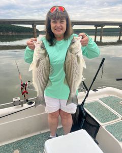 Striped Bass and Wiper (Hybrid Striped Bass) caught near Mannford