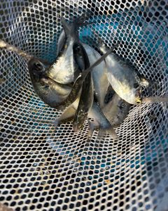 Two people fishing and catching 3 big fish in Mannford