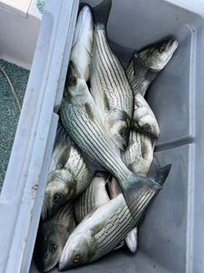 Three white bass and striped bass caught in Mannford