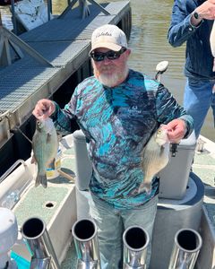 Two white bass and wiper (hybrid striped bass) fish caught in Mannford