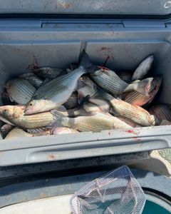 Two white bass fish caught in Mannford