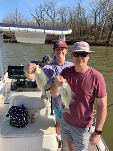 Two white bass caught while fishing in Mannford OK displayed on boat