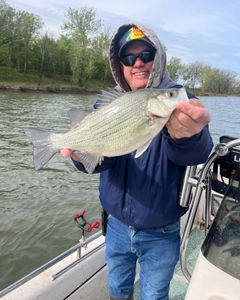 A white bass fish caught in Mannford