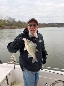 White bass catch on boat in Mannford OK