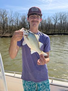White bass caught while fishing in Mannford OK