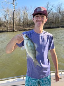 White bass caught fishing in Mannford OK