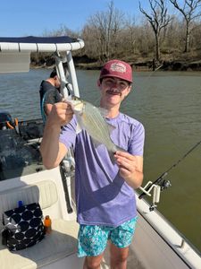 White bass caught while fishing in Mannford OK on boat