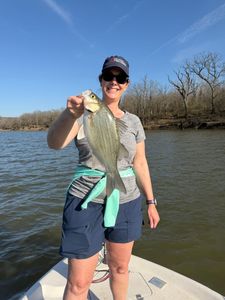 White bass catch displayed on fishing boat in Mannford OK