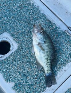 Photograph of a white crappie fish caught while fishing in OK