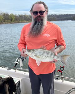 A wiper (hybrid striped bass) fish caught in Mannford