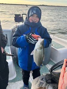 Wiper (Hybrid striped bass) fish caught by one person in OK