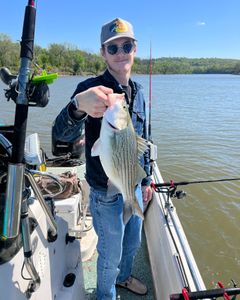 Wiper (hybrid striped bass) fish caught by two people in Mannford