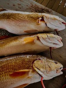 Top Texas Fishing Guides