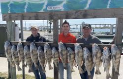 15 black drum fish caught in TX