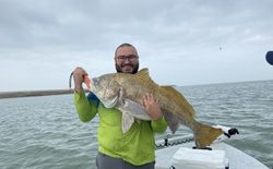A photo of a big black drum fish caught in TX