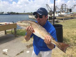 Photo of a huge redfish caught in Port Aransas