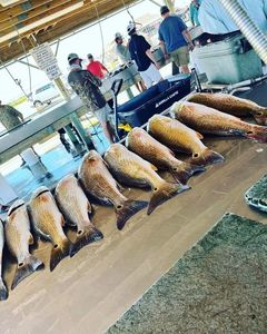 Three fish caught in Matagorda during a fishing and hunting trip