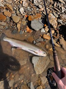 Rainbow Trouts are a Local on Lake Erie waters.
