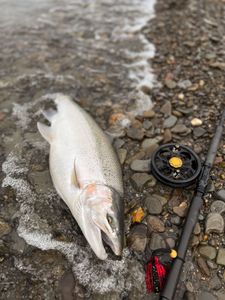 Coho salmon caught while fishing in NY