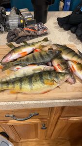Three fish caught while fishing in New York