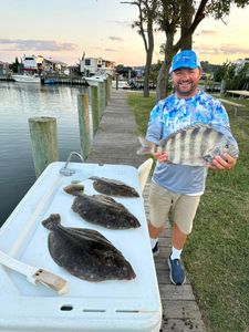 Three sheepshead and summer flounder fish caught in West Ocean City