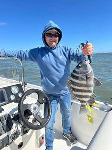 Sheepshead fish caught fishing in Maryland