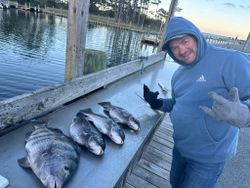 3 sheepshead fish caught in MD