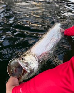 Fishing in FL
