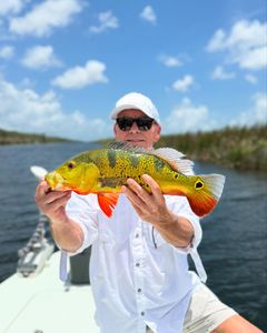 Peacock bass caught while fishing in FL