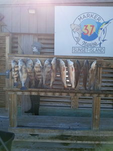 9 redfish and black drum caught fishing in TX