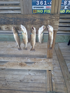 Five spotted weakfish caught fishing in Port Aransas