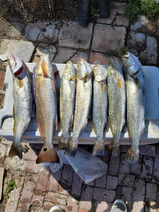 5 spotted weakfish, redfish, and other fish caught in TX