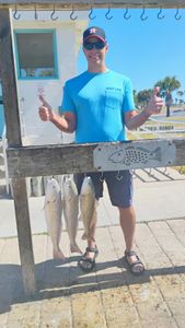 Three redfish hanging on fish cleaning station hooks in Port Aransas TX