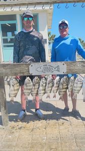 String of sheepshead fish displayed on wooden cleaning station in Port Aransas TX