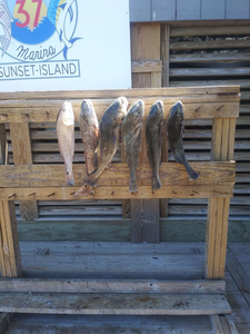 Redfish and Black Drum caught in Port Aransas