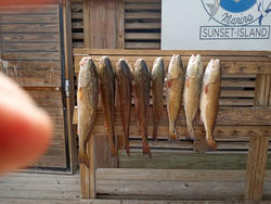 Seven redfish caught in Port Aransas