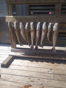 8 redfish caught in Port Aransas