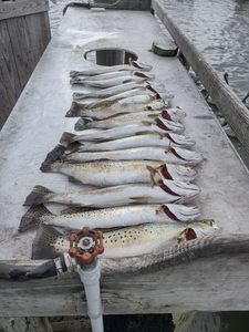 Four spotted weakfish caught fishing in TX