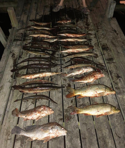 Blasted fishing trip with 7 black drum and common carp in Orange