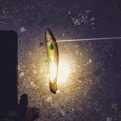 Angler fishing in TX